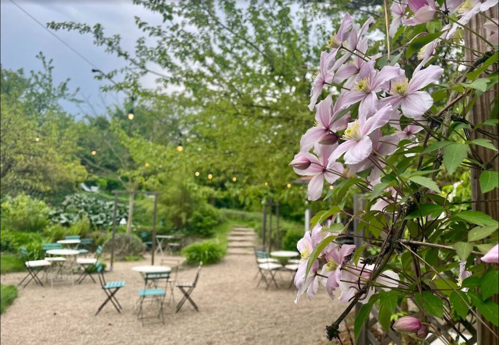 clematis